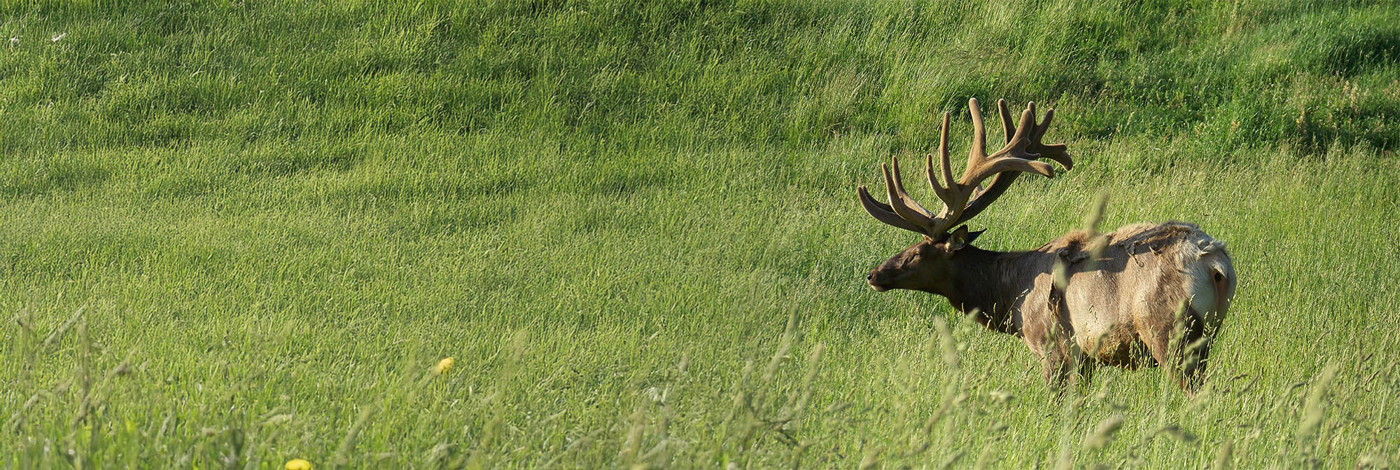 A large elk with antlers standing in a grassy field.