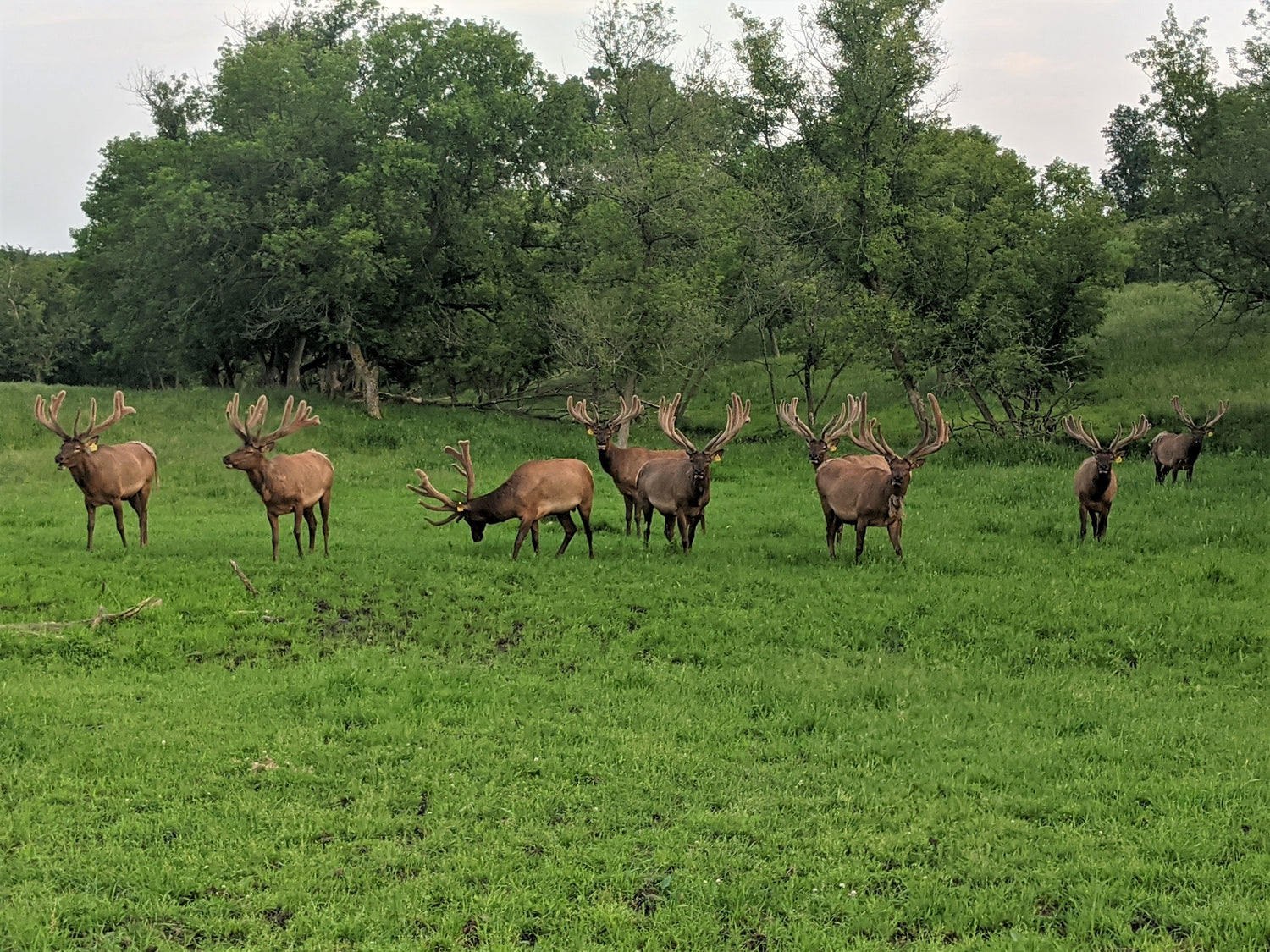 A herd of elk with antlers grazing in a green grassy field with a line of trees in the background.