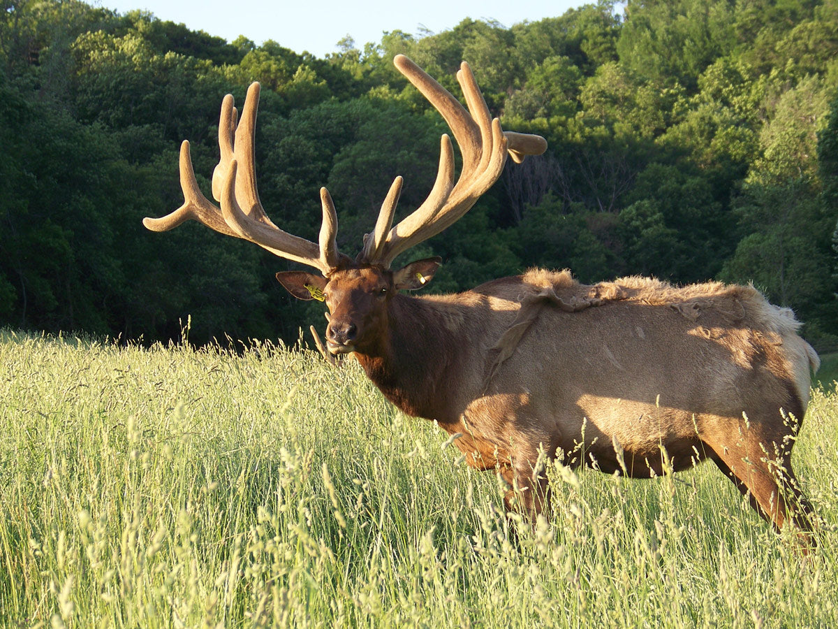 A large bull elk with massive antlers standing in a grassy field with a dense green forest in the background.